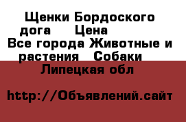 Щенки Бордоского дога.  › Цена ­ 30 000 - Все города Животные и растения » Собаки   . Липецкая обл.